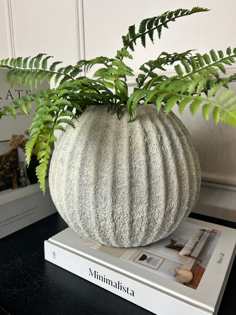 Ostrich Fern bunch 50cm