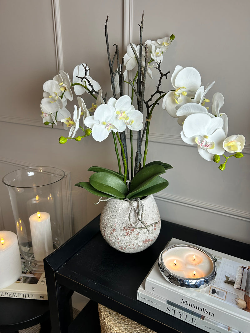Extra Large White tall orchid in stone pot