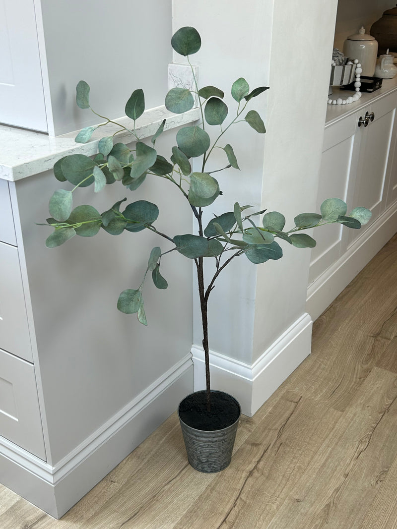 Eucalyptus tree dollar leaf in zinc planter
