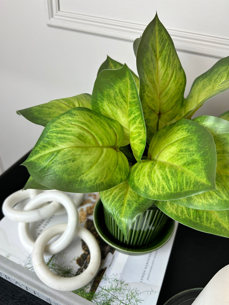 Variegated Printed Pothos Leaf Bunch pick plant