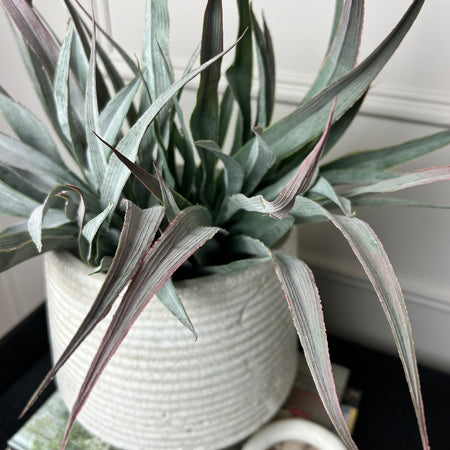 Large Spikey Grass aloe Bunch natural green pick plant