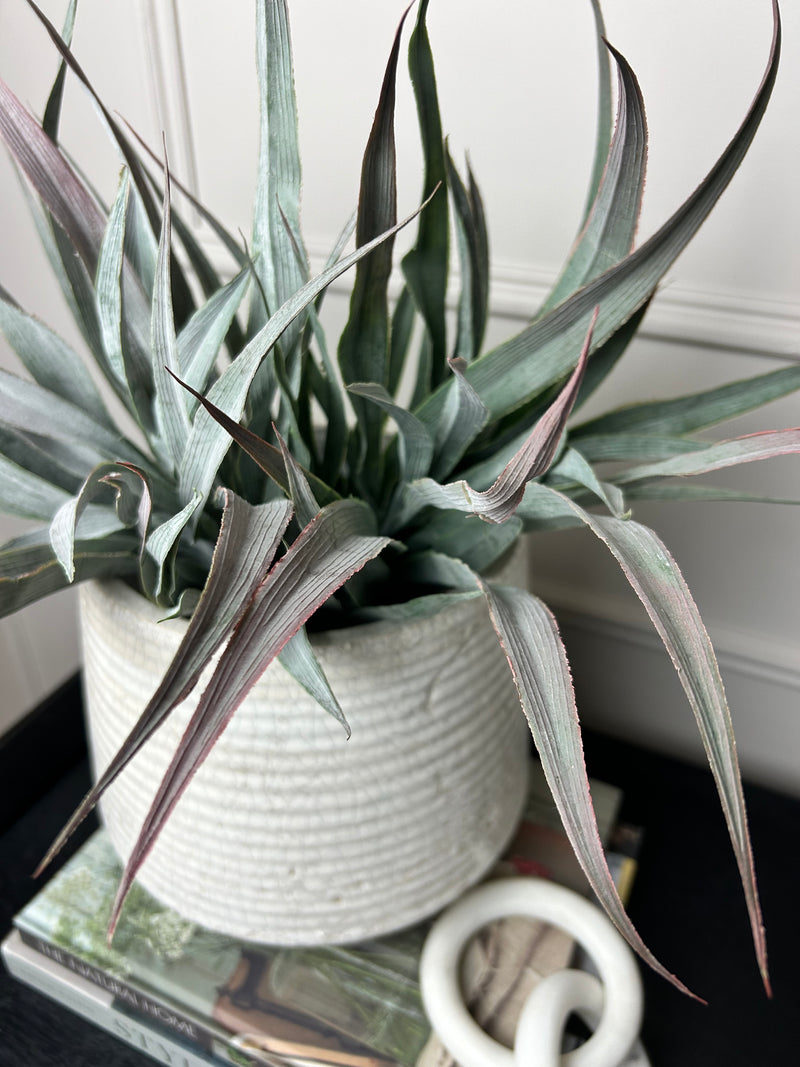 Large Spikey Grass aloe Bunch natural green pick plant