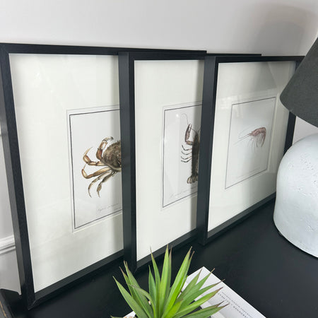 Set of 3 Crustacean mounted Black Framed Prints