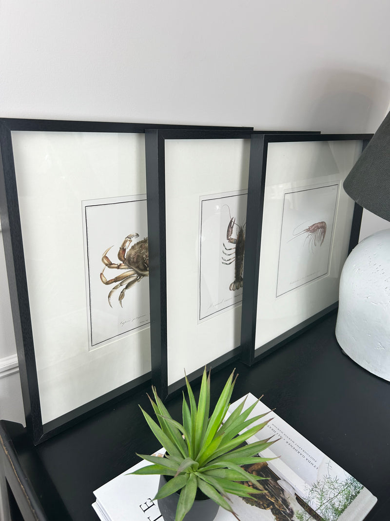 Set of 3 Crustacean mounted Black Framed Prints