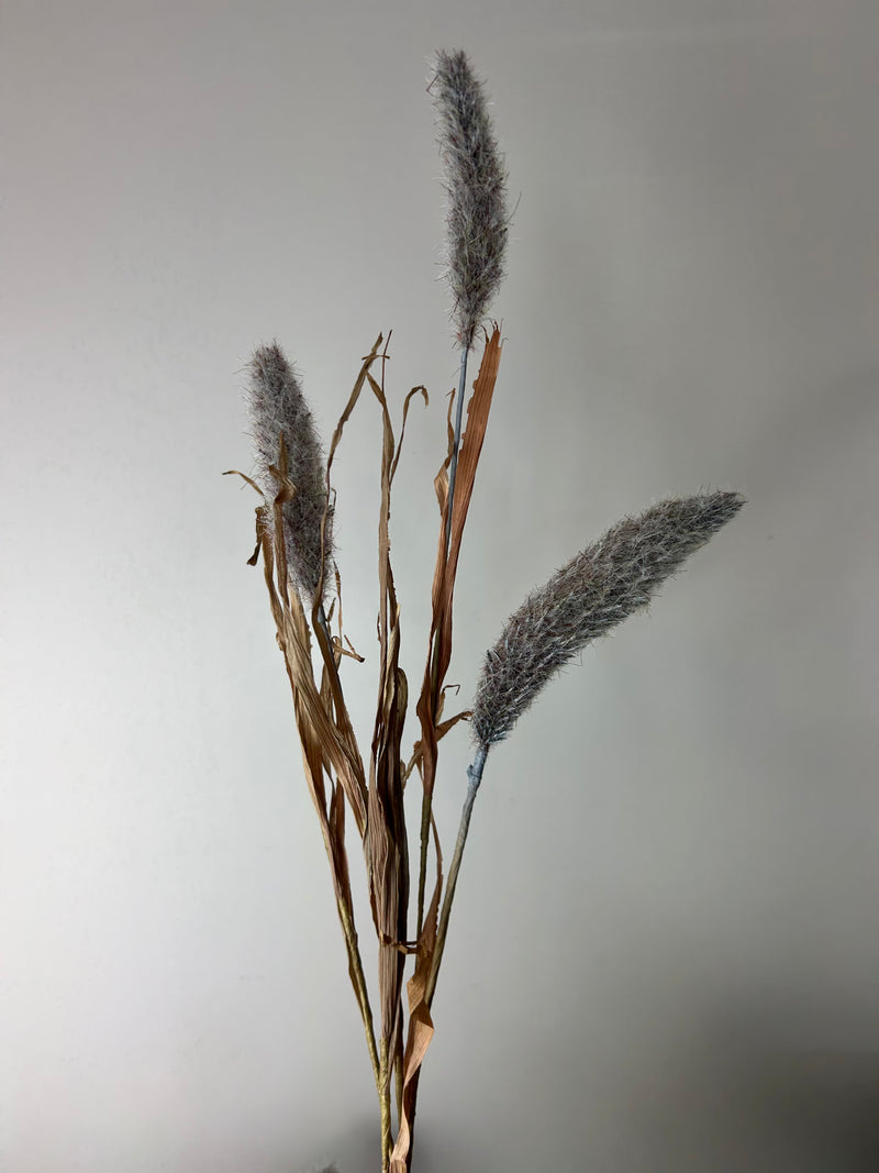 Bunny tail reed spray grey 60cm