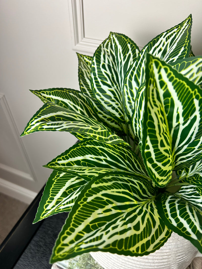 Zebra print leaf bunch pick plant