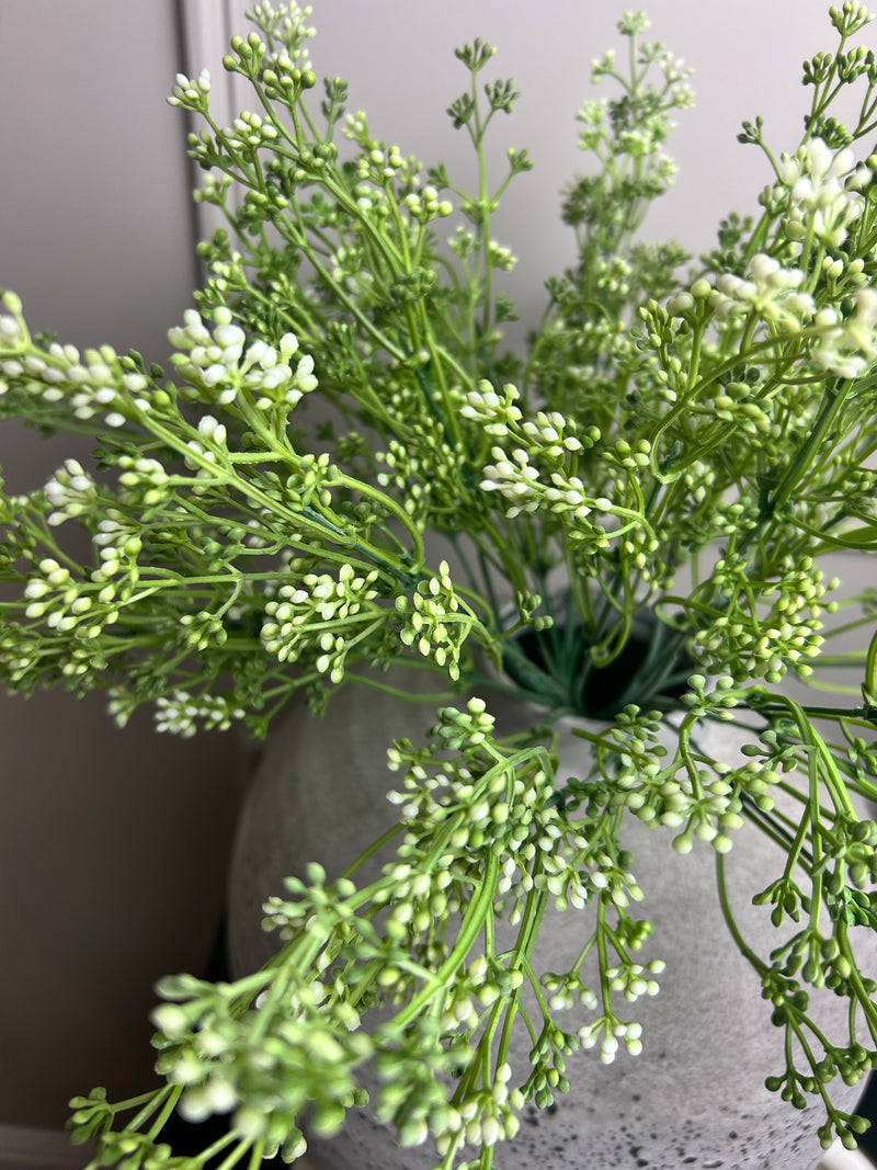 Felicity white bud seed berry bunch stem
