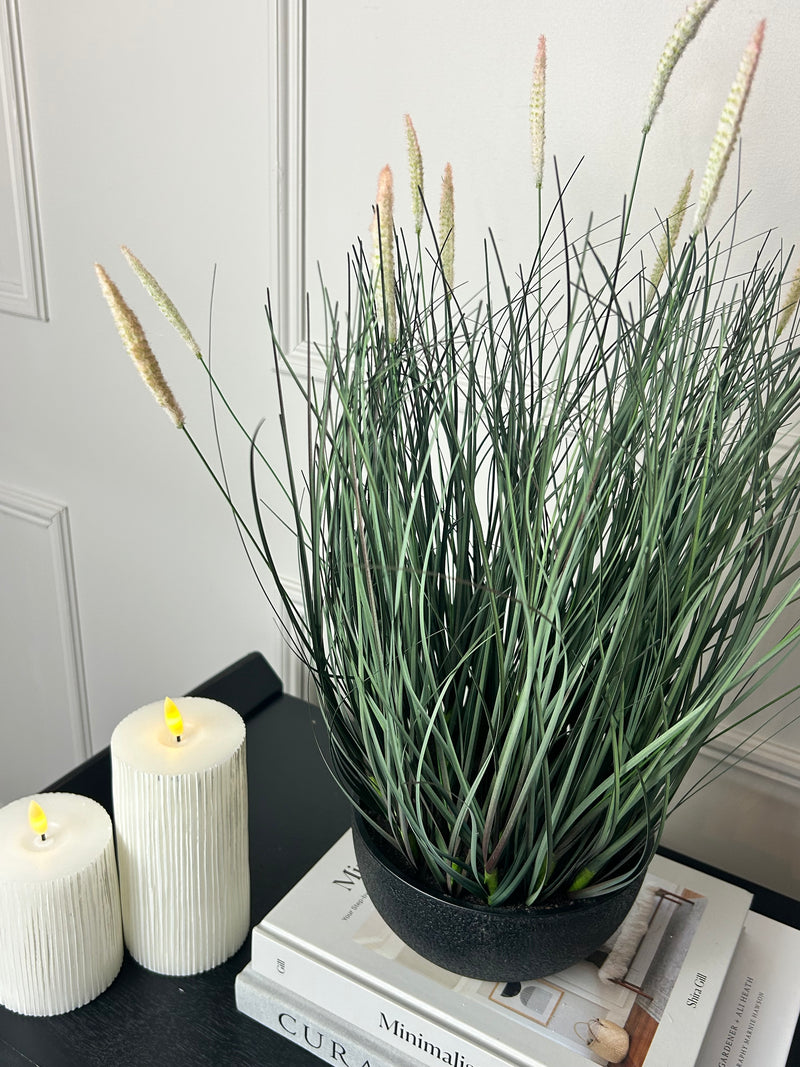 Fountain Grass Plant in Black Pot
