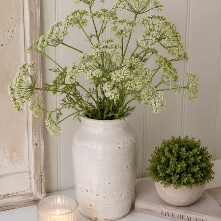 Green cow parsley stem spray