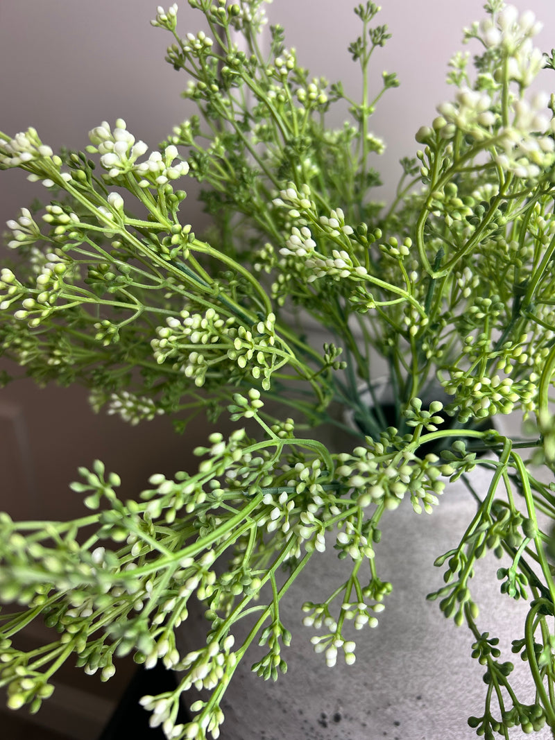 Felicity white bud seed berry bunch stem