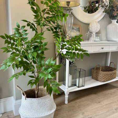 ‘Tree of Heaven’ Potted Tall Plant 120cm and 150cm