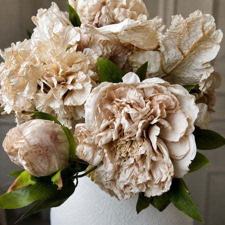 Oyster blush Dried Touch Open Peony with bud
