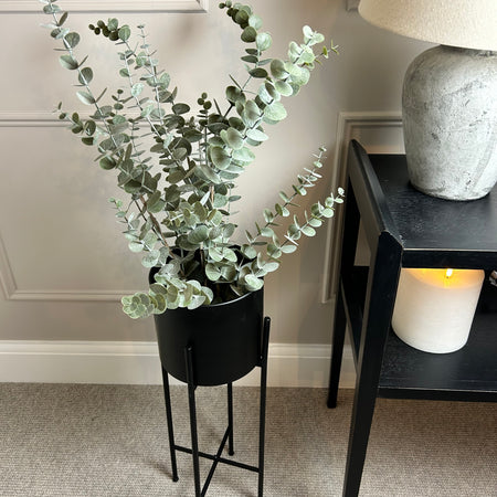 Bleached eucalyptus plant in black pot