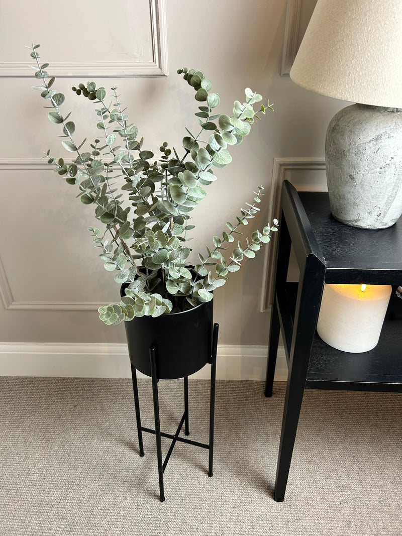 Bleached eucalyptus plant in black pot