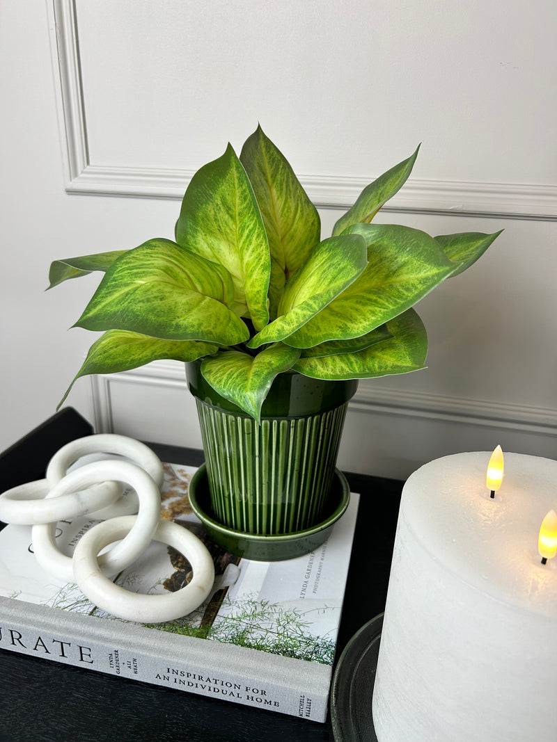 Green striped plant pot with plate