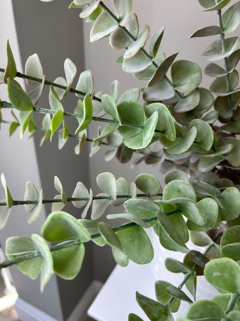 Tall stem blush eucalyptus