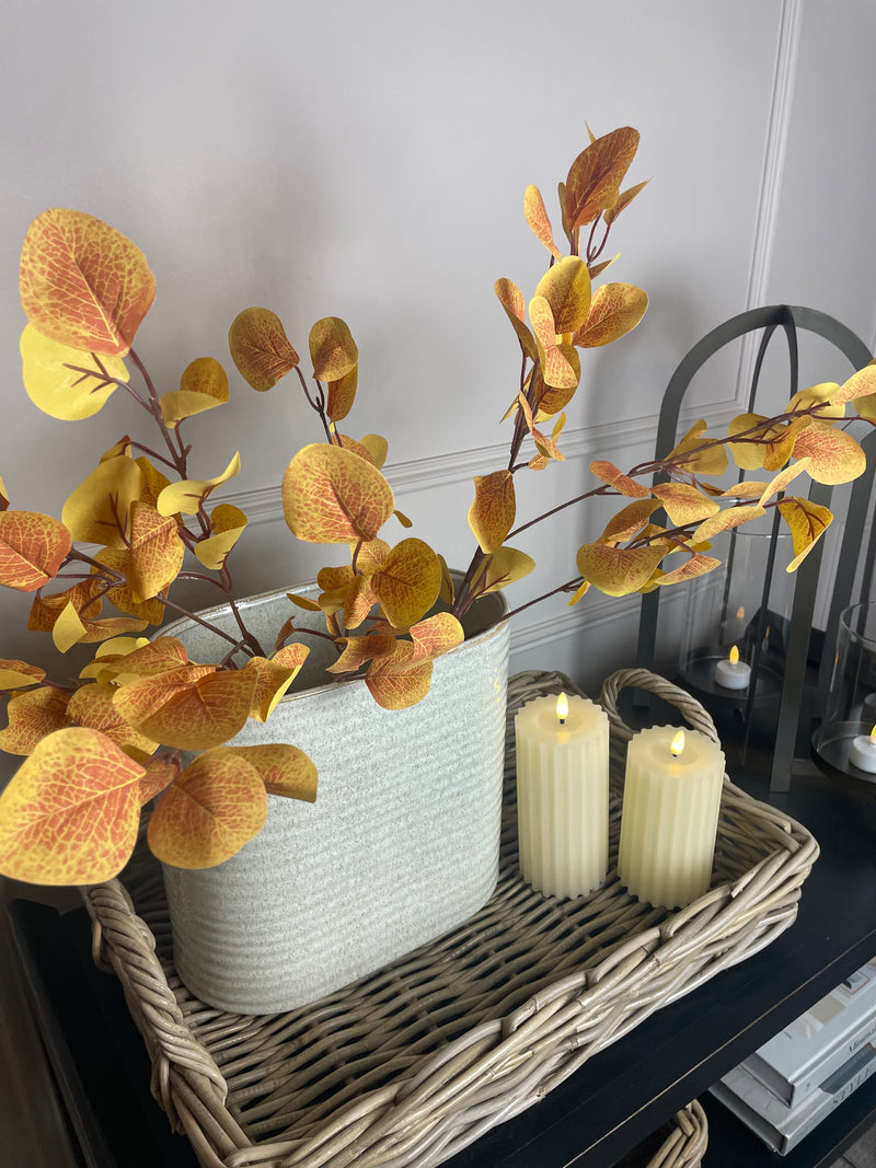 Autumn eucalyptus leaf russet cinerea multi stem tall bunch