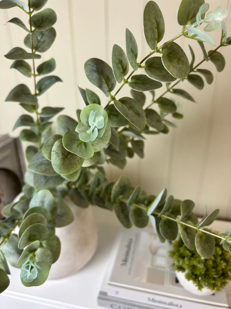 Oyster Dried Touch Winter Branch