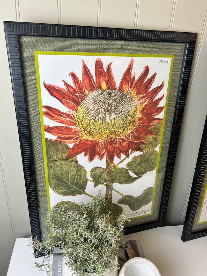 Liliaceo floral black framed glazed Prints