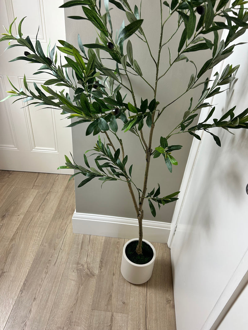 Tall Olive tree in white pot 150cm