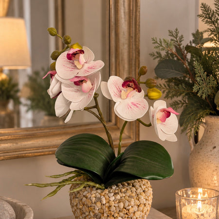 Store seconds orchid