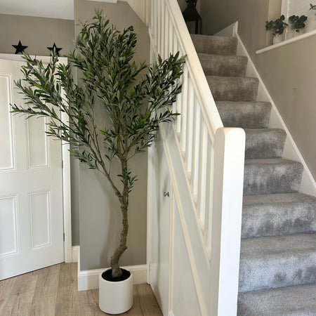 Tall 205cm olive tree in white pot