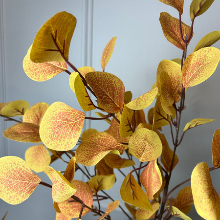 Autumn eucalyptus leaf russet cinerea multi stem tall bunch