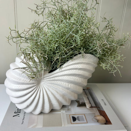 White Conch Shell Planter Pot