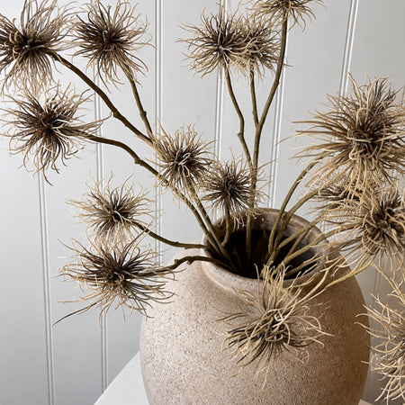 Brown Xanthium spike thistle Spray stem