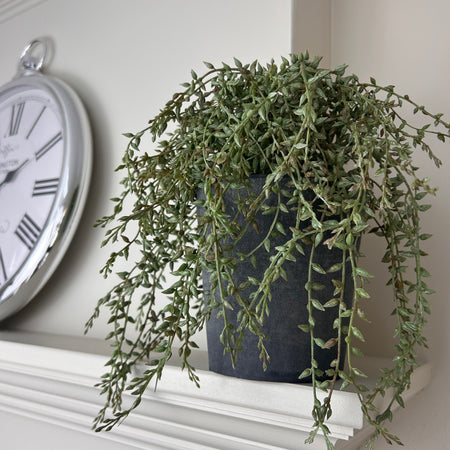Senecio Trailing Plant in Grey Pot