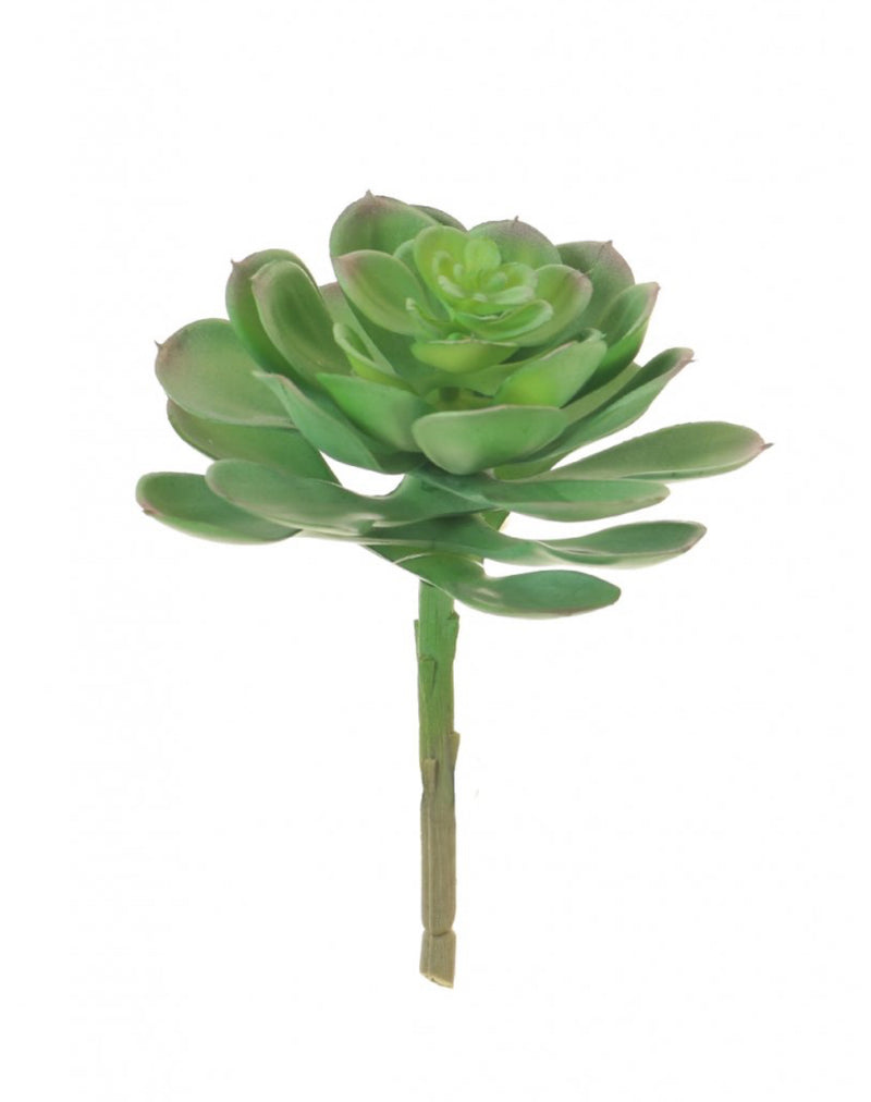 Afterglow succulent stem pick 10cm