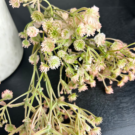 Sample stem gypsophila multi bunch 70cm 2 colours