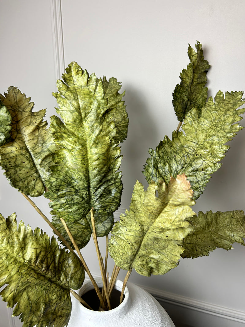 Green Dried Touch Large cabbage Leaf tied Bunch 5 stem