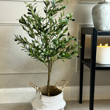 Olive Tree 130cm