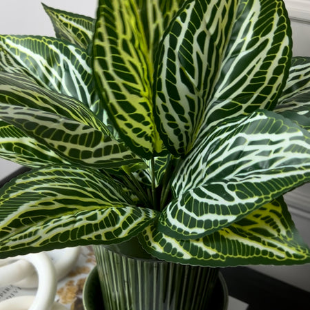 Zebra print leaf bunch pick plant