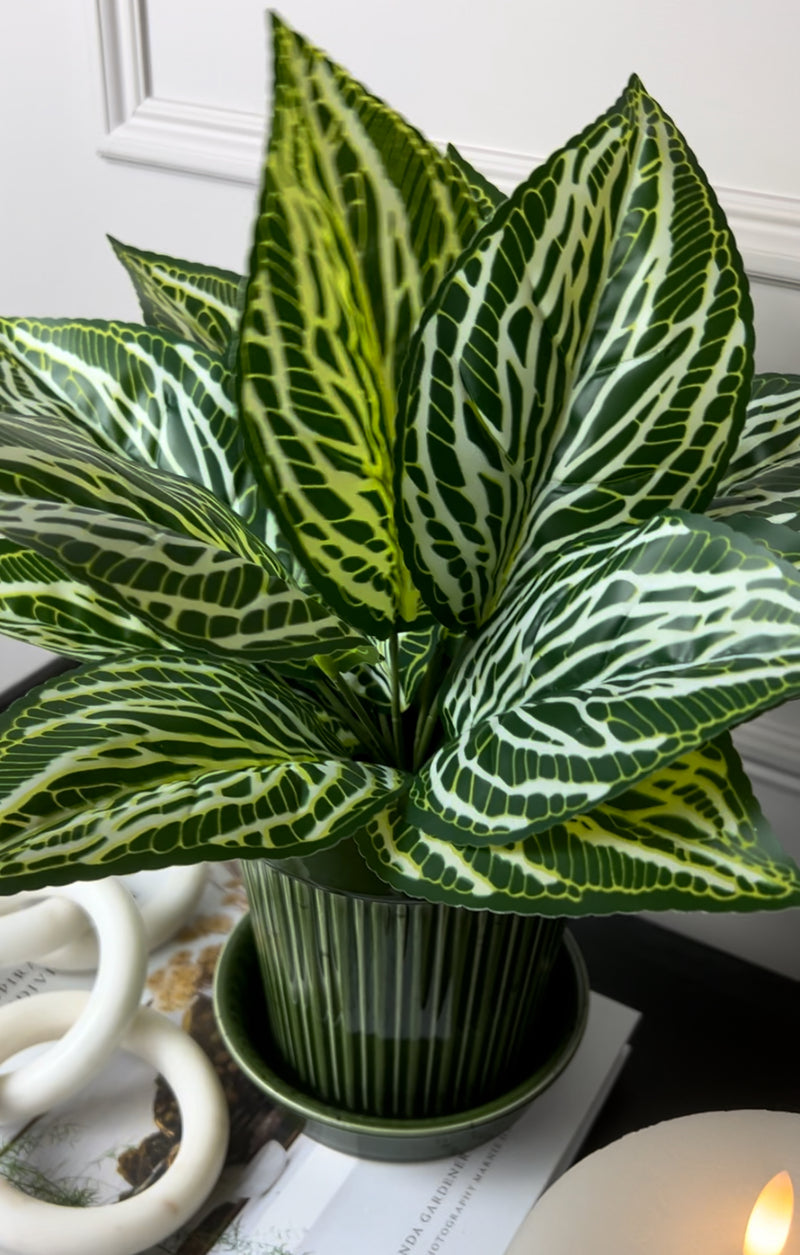 Zebra print leaf bunch pick plant