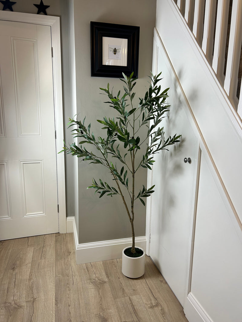 Tall Olive tree in white pot 150cm