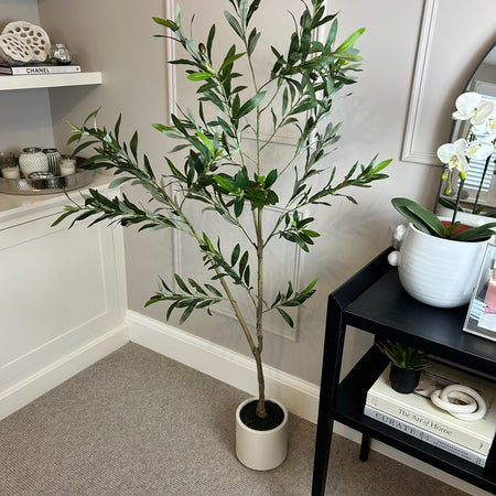 Tall Olive tree in white pot 150cm