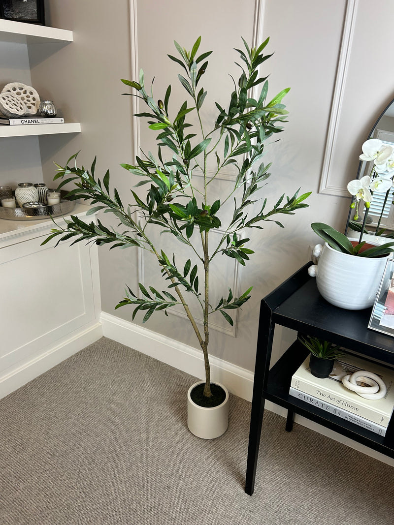Tall Olive tree in white pot 150cm