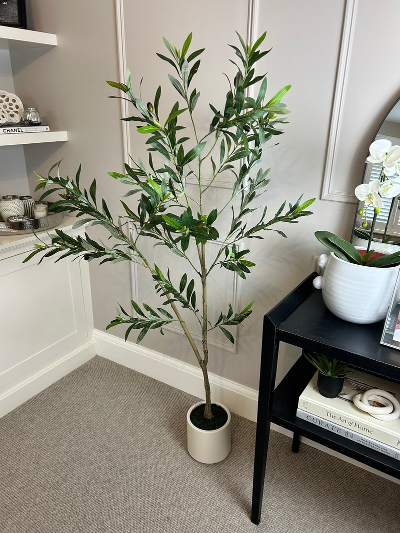 Tall Olive tree in white pot 150cm