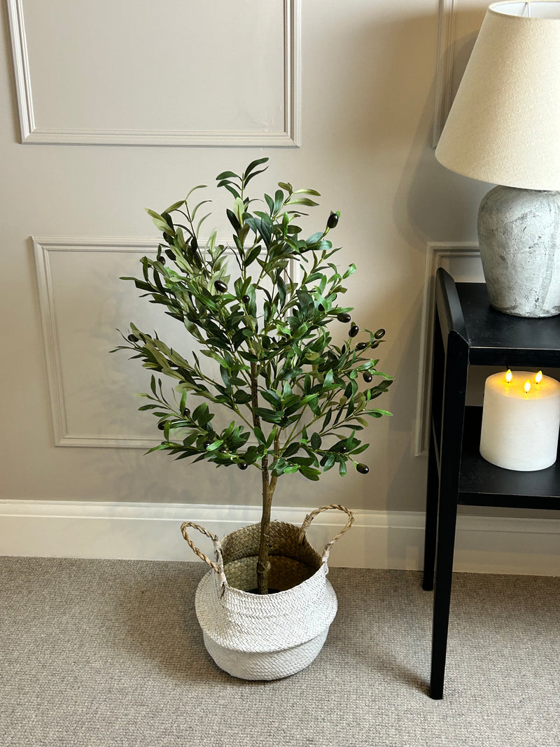 Olive Tree 130cm