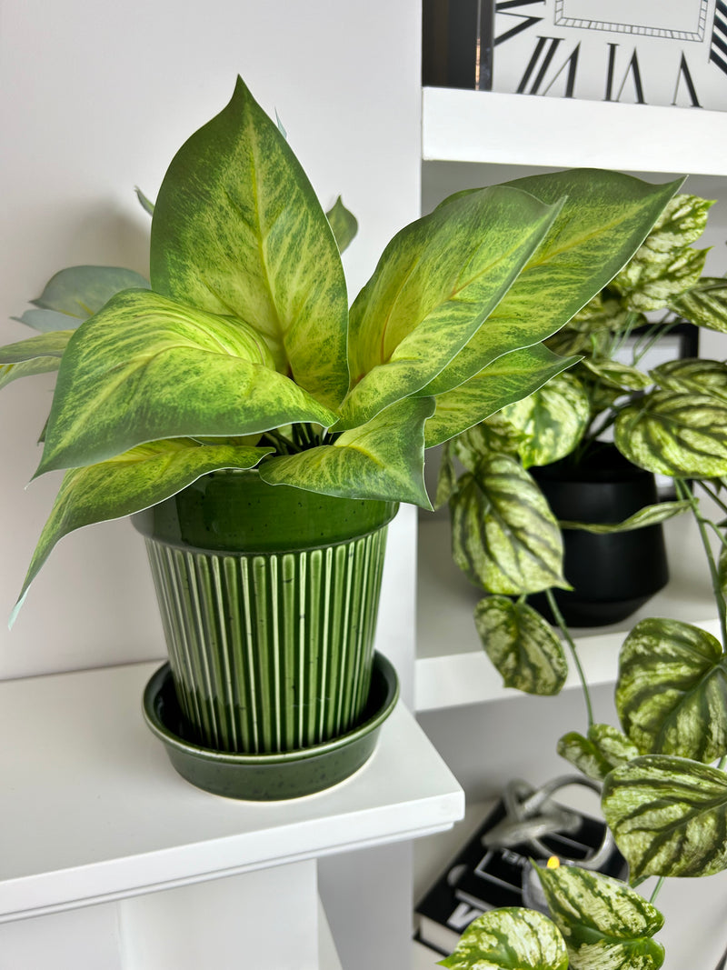 Green striped plant pot with plate