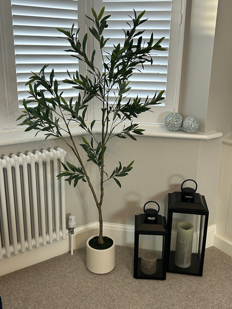 Tall Olive tree in white pot 150cm