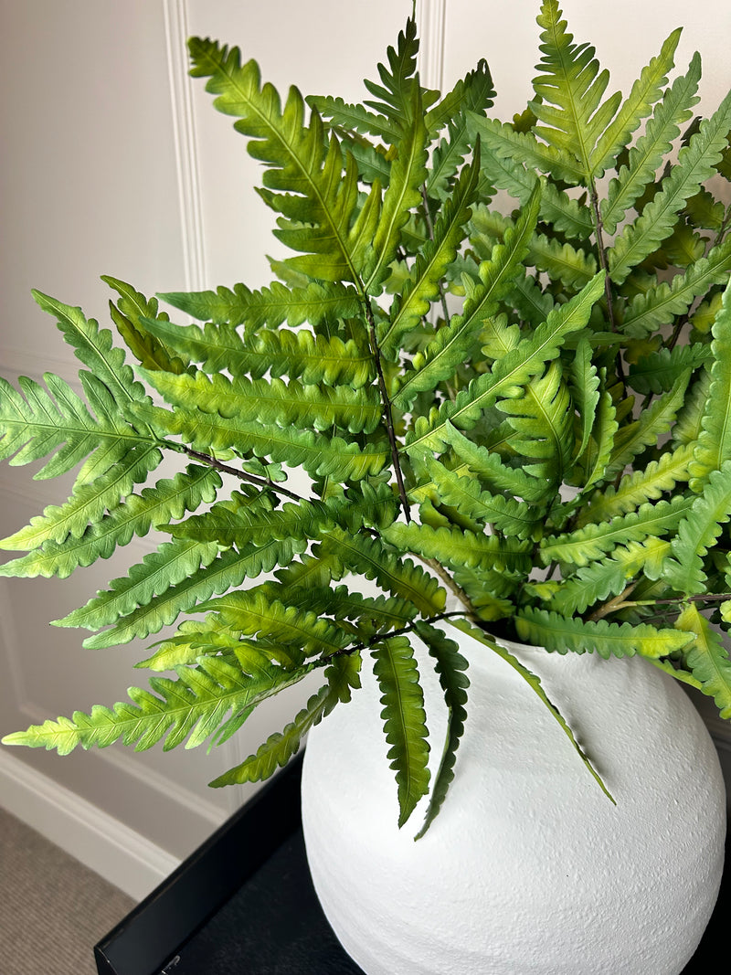 Natural green buckler fern stem 63cm