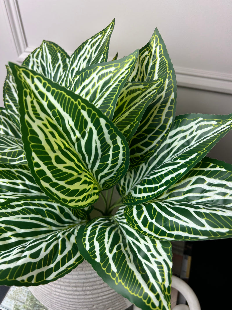 Zebra print leaf bunch pick plant