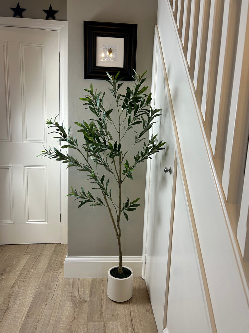 Tall Olive tree in white pot 150cm