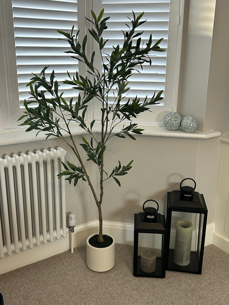 Tall Olive tree in white pot 150cm