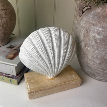 Chunky White Shell on wooden base