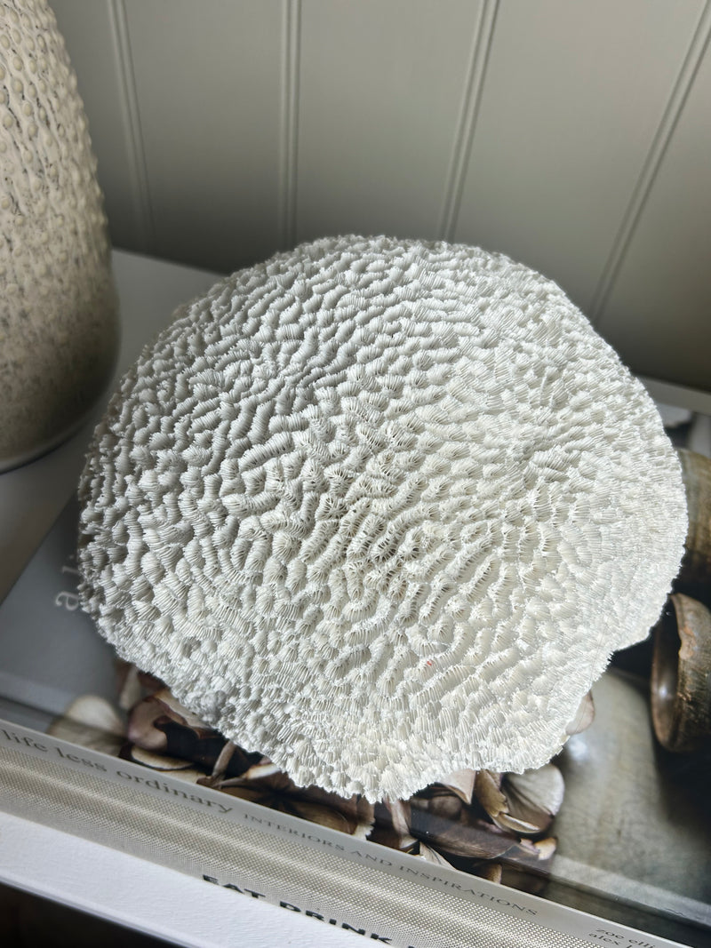 Off White Sitting round large Coral