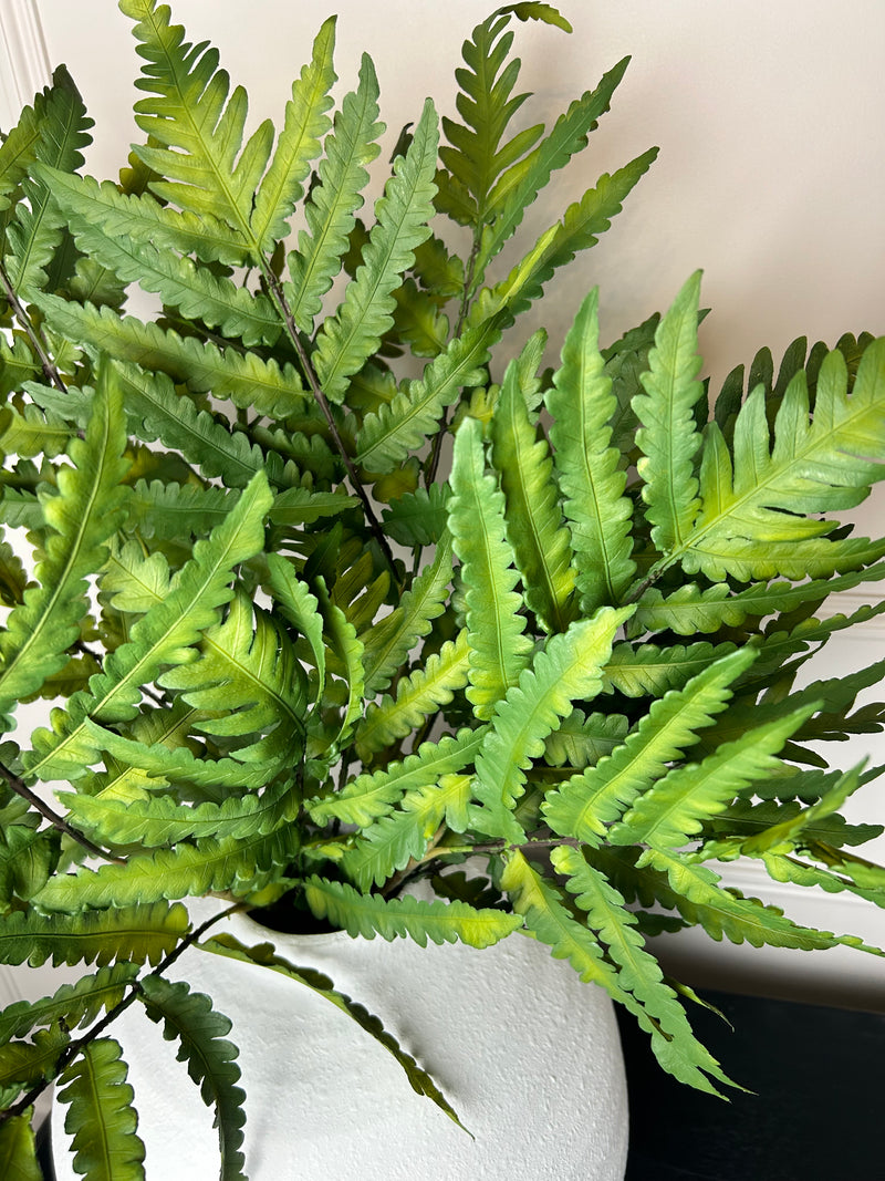 Natural green buckler fern stem 63cm